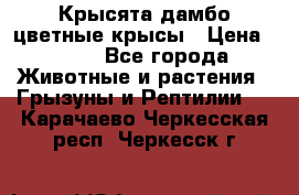 Крысята дамбо цветные крысы › Цена ­ 250 - Все города Животные и растения » Грызуны и Рептилии   . Карачаево-Черкесская респ.,Черкесск г.